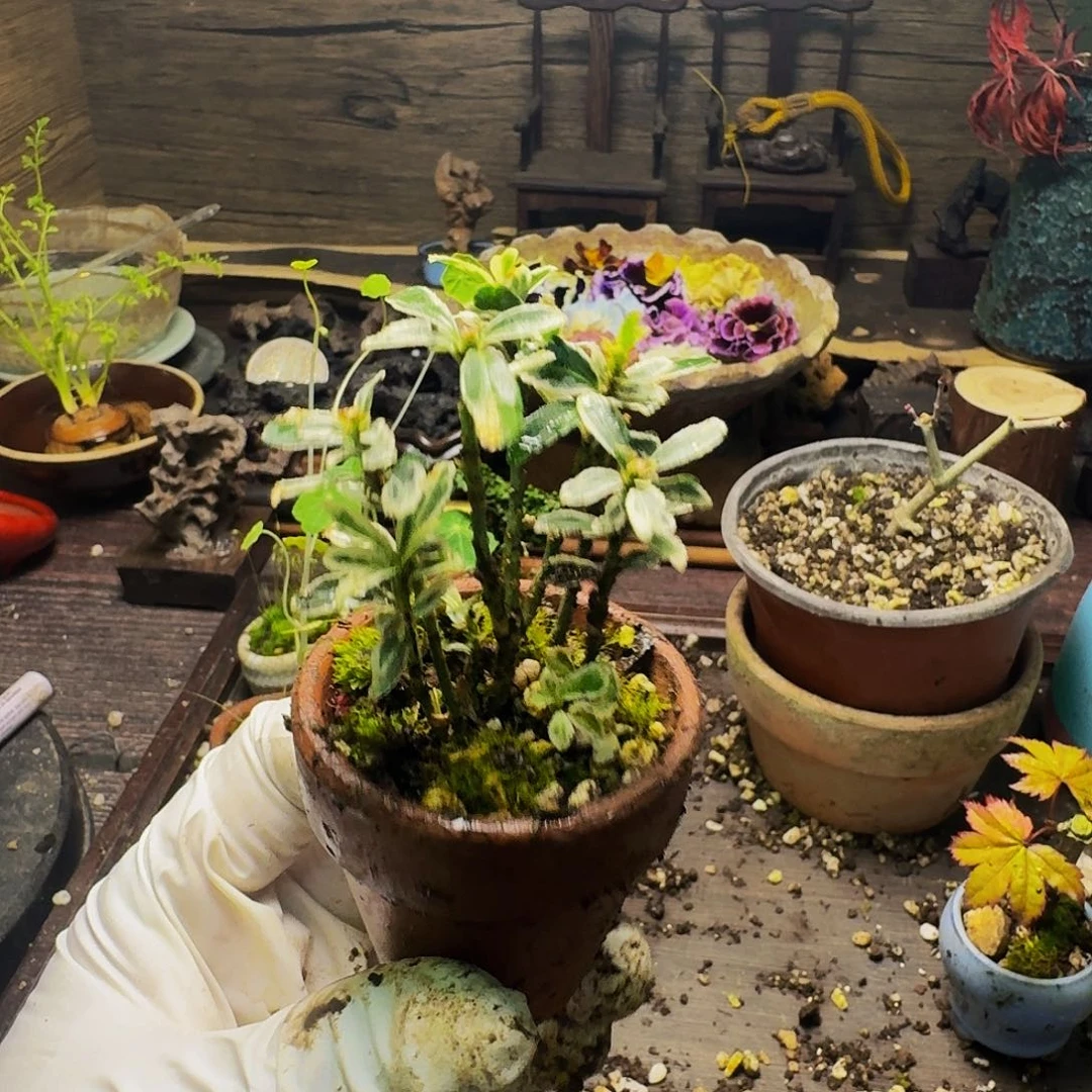 日本原生姬真弓丛林