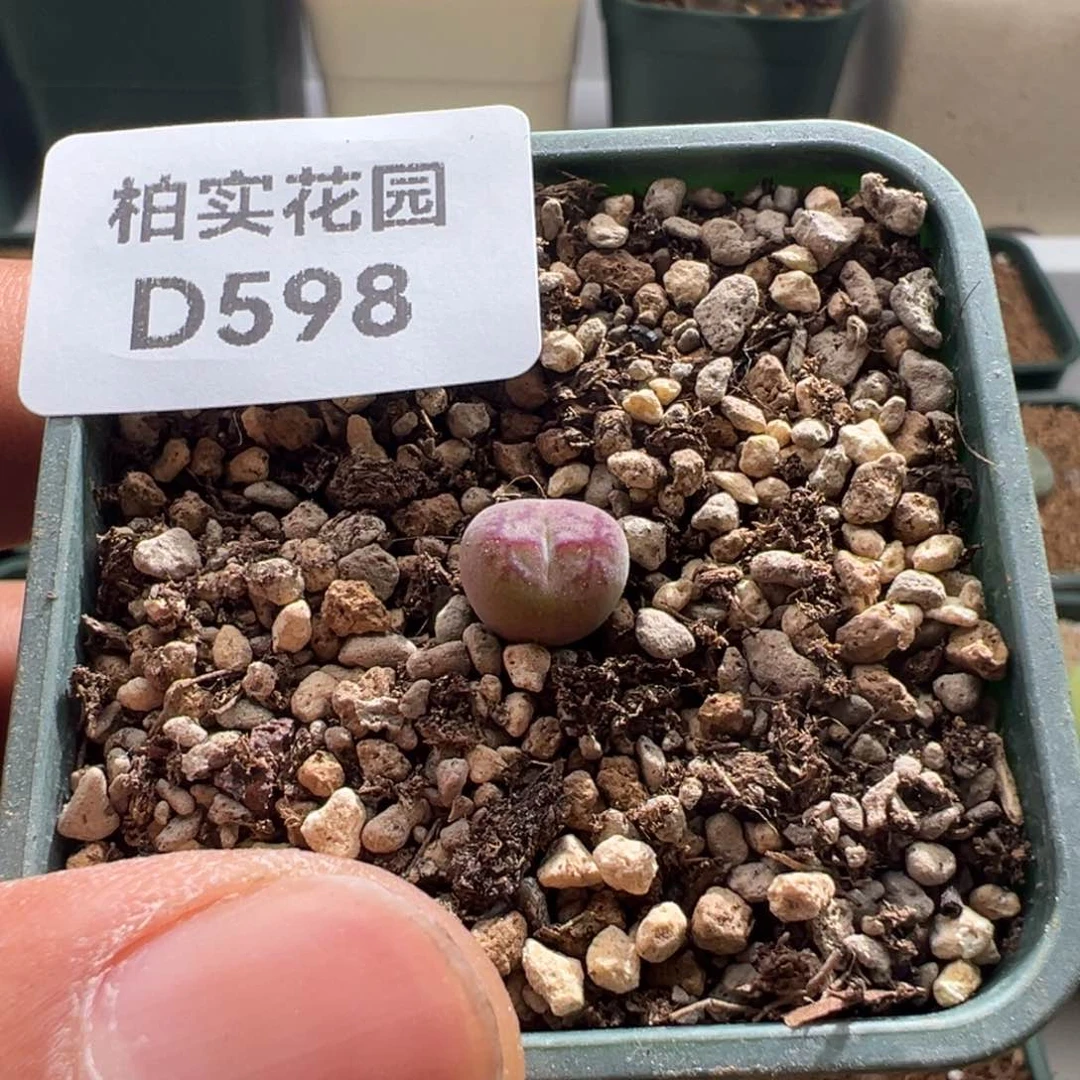 Y****a598毛杂墨一颗