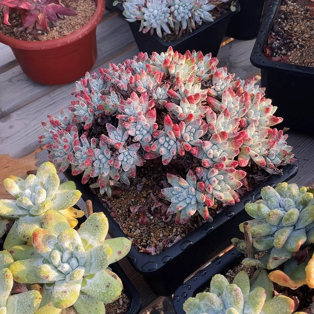 晨溪园艺仙女杯呀