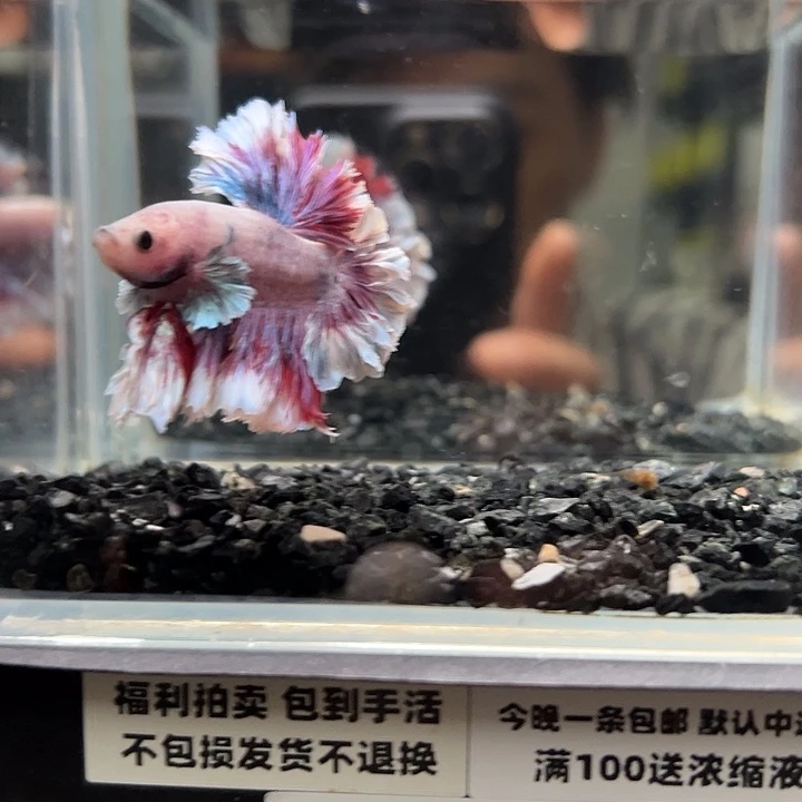 斗鱼竞拍跑单拉黑22日76