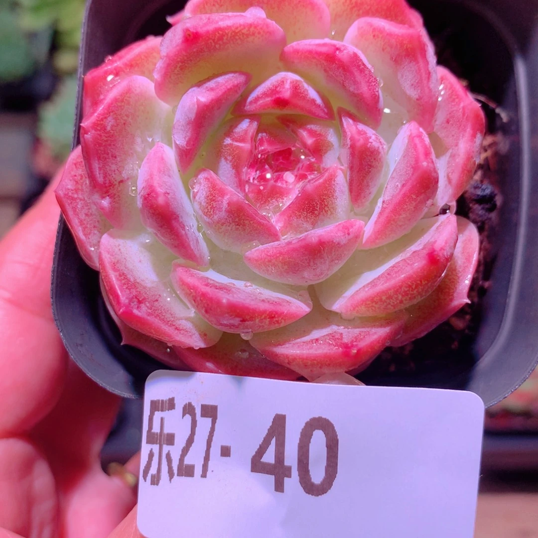 乐然27-40 新品单头