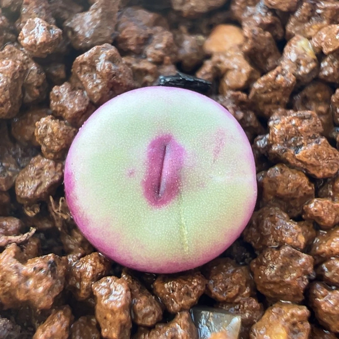 特红109红嘴多肉植物百科