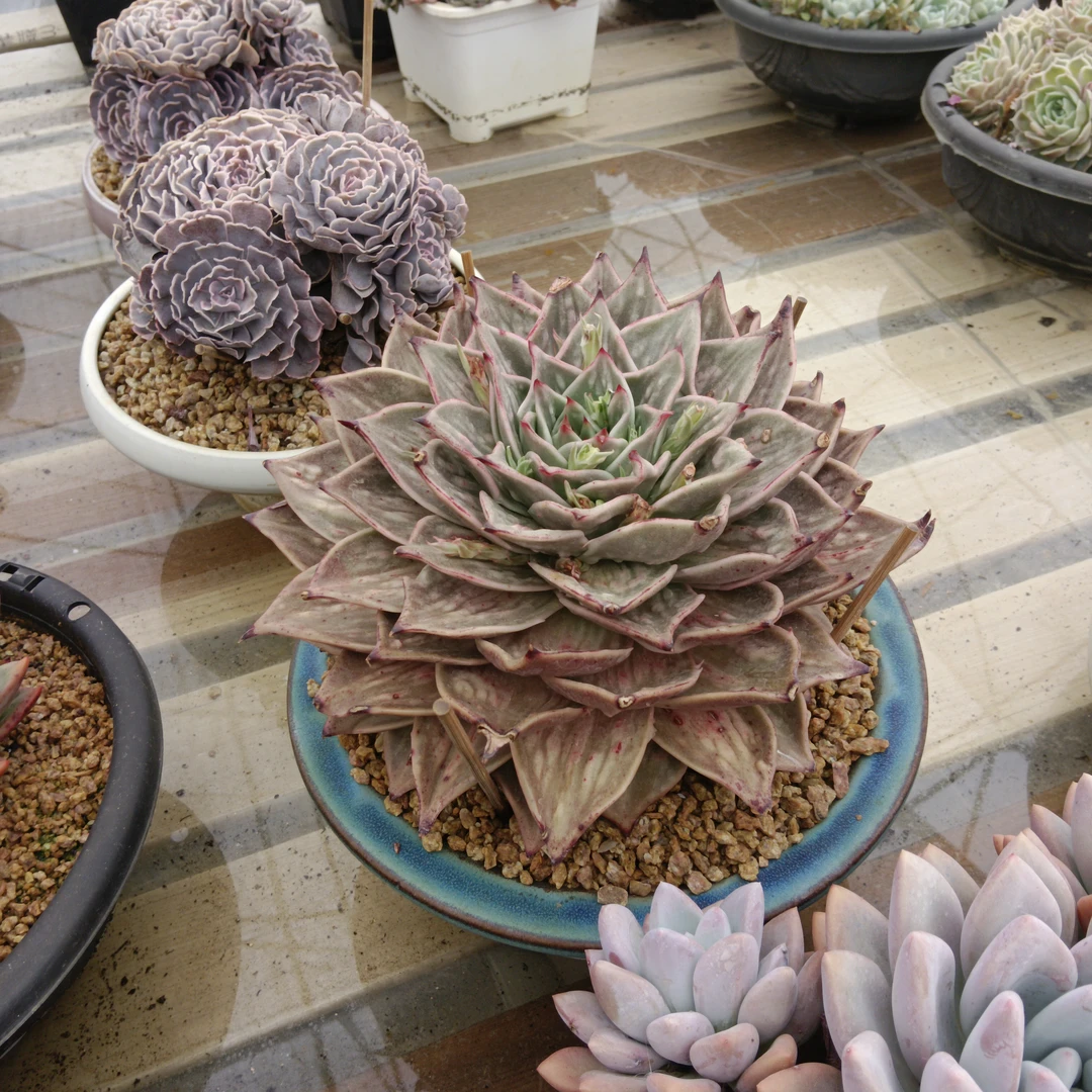 多肉植物星星锦单头