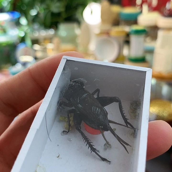 四只黑虫啊啊啊啊啊啊啊