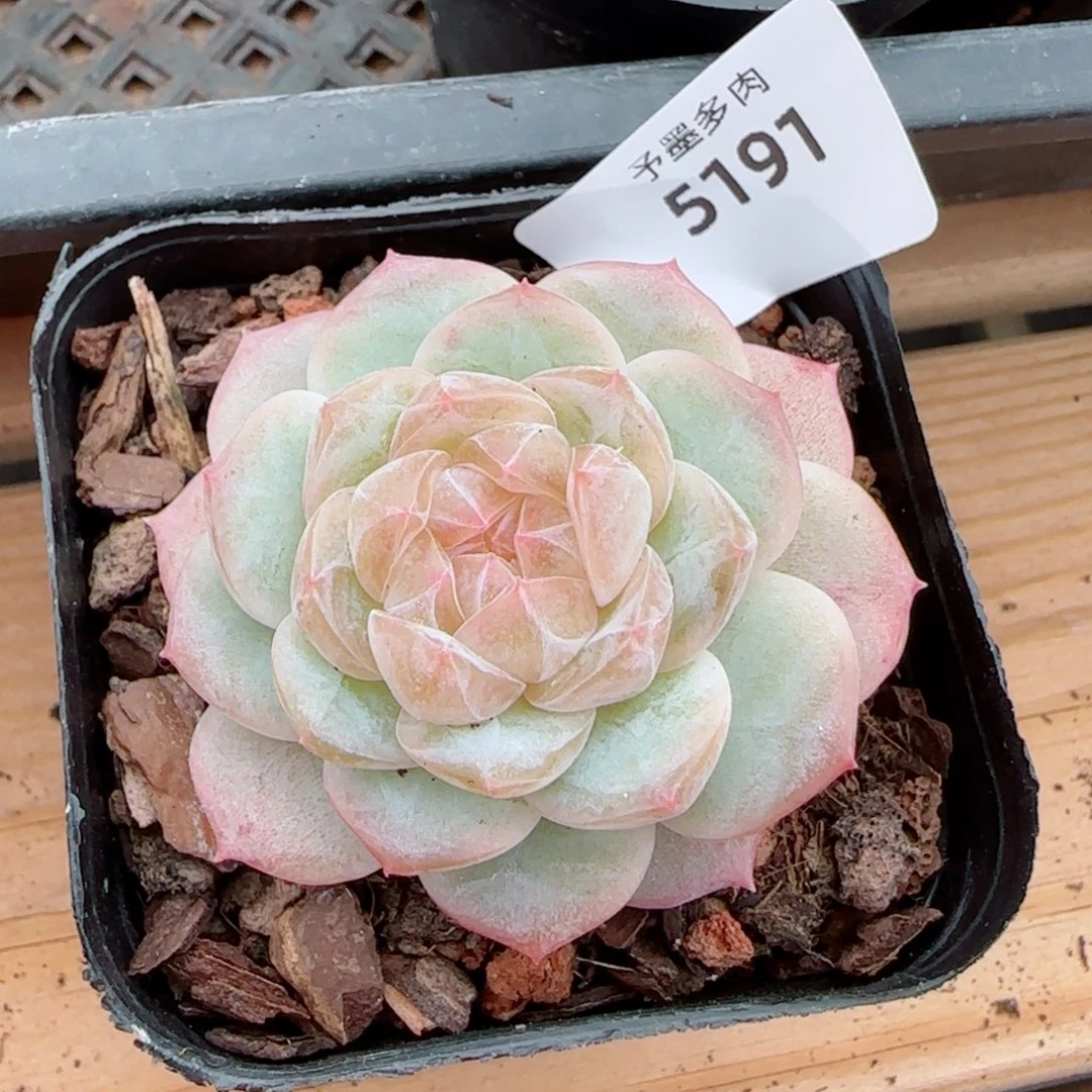 凝脂，5191多肉植物