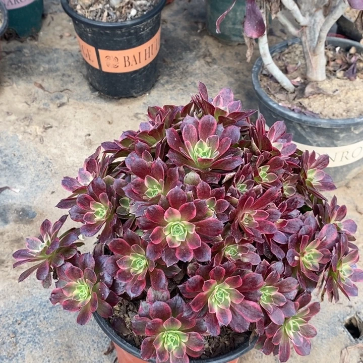 安娜多肉植物6。