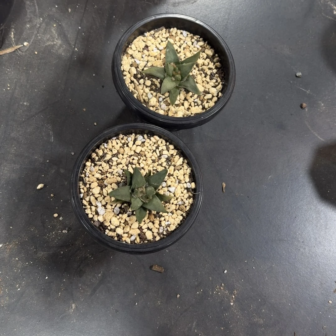 巍***~369966666966699669966666