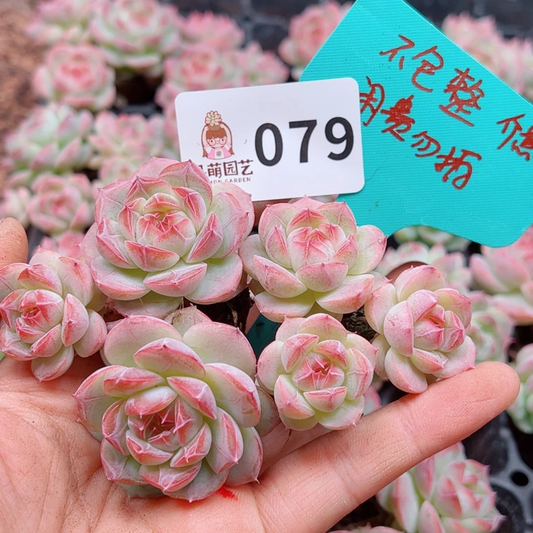 多肉植物多肉植物