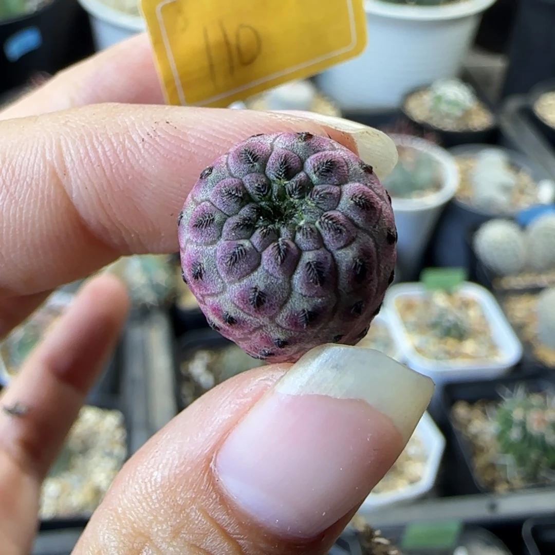 110实生紫丽丸多肉