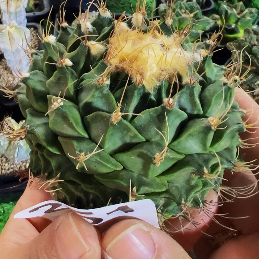 无花朵福利自根帝冠251