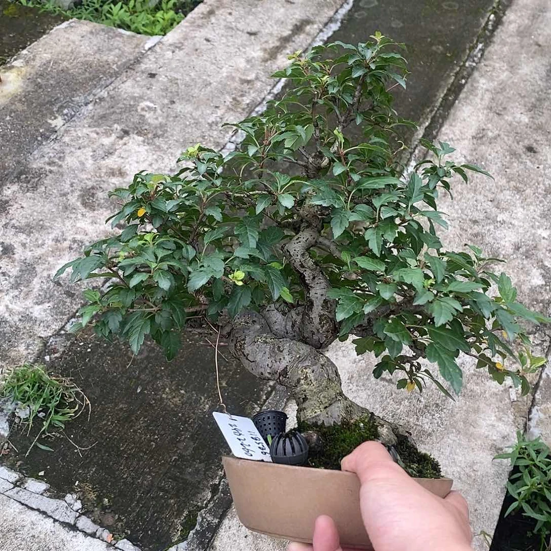 番**叔118586