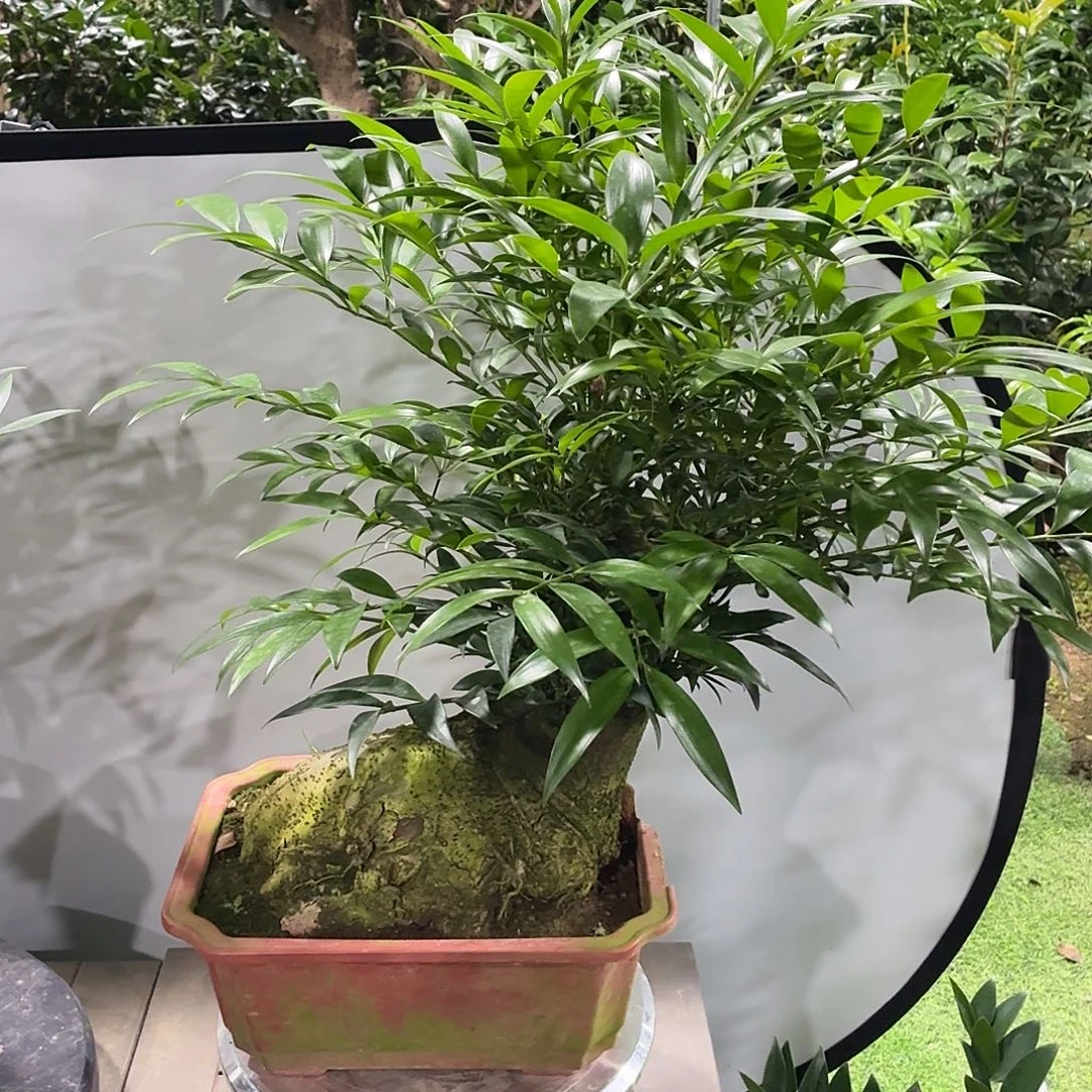 完全开放竹柏老桩一物一拍顺丰包邮