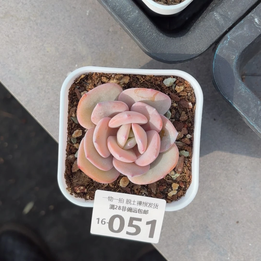 奶茶多肉多肉多肉