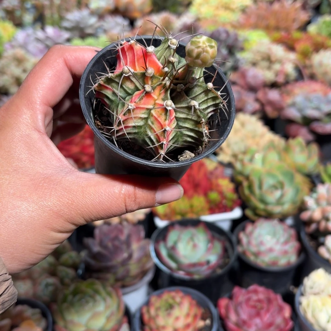 牡丹锦仙人球单头8㎝盆