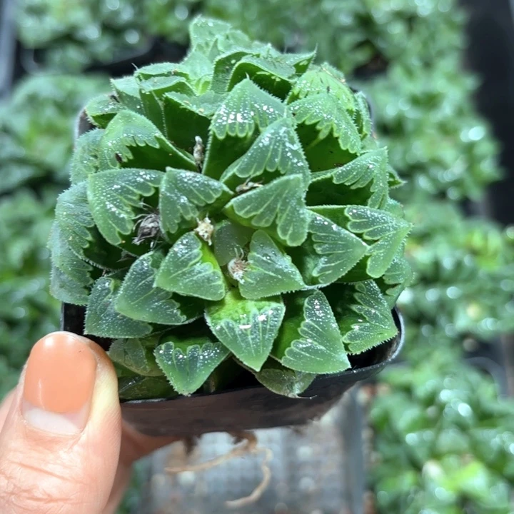 芷寿群生多肉植物