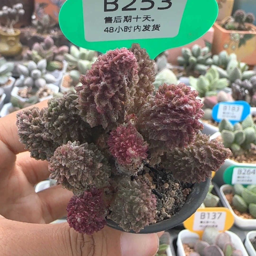朱紫玉。       253。