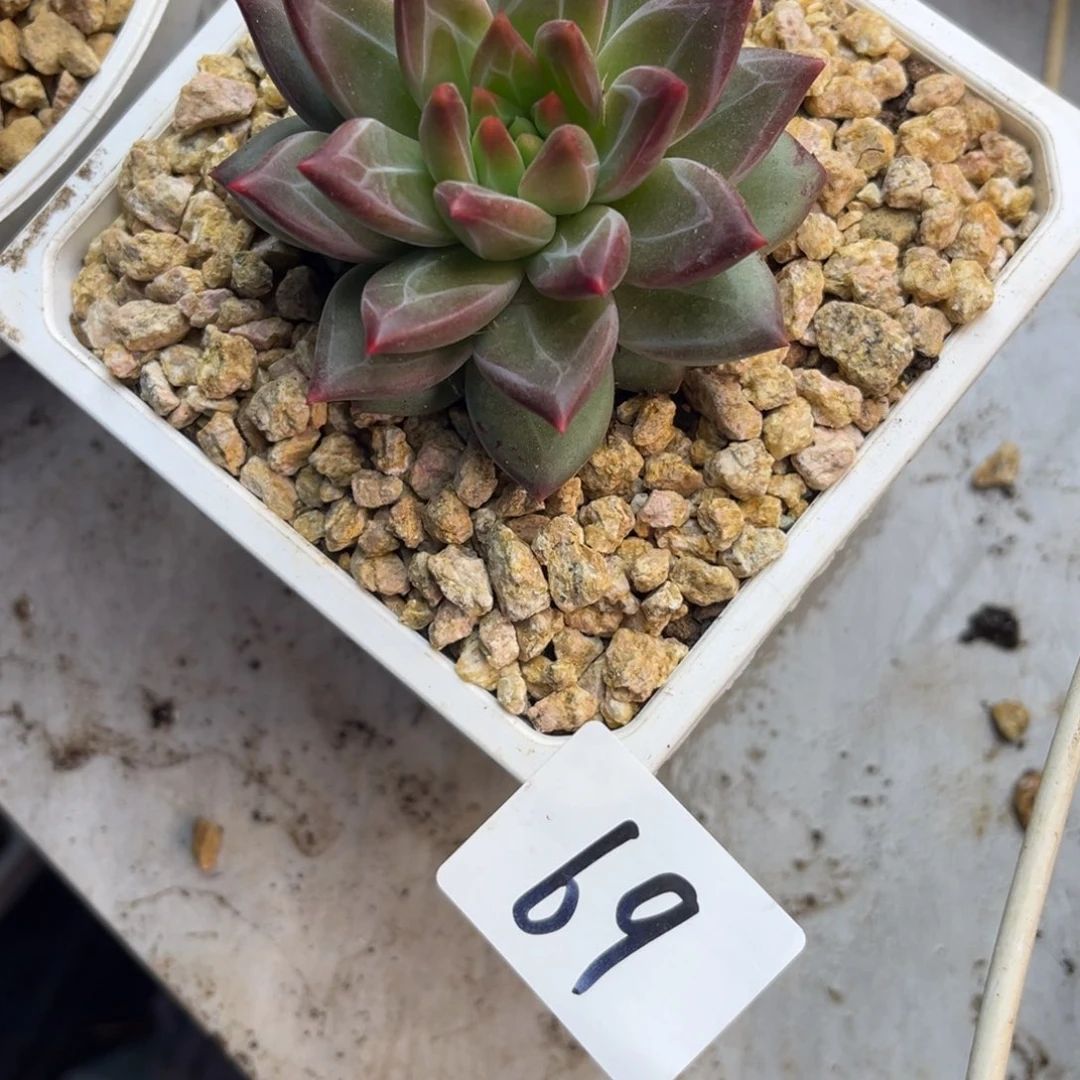 用***寒12.20-69芬兰之夜单头