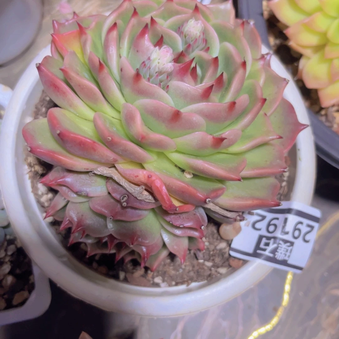 蓝龙杂29192多肉植物