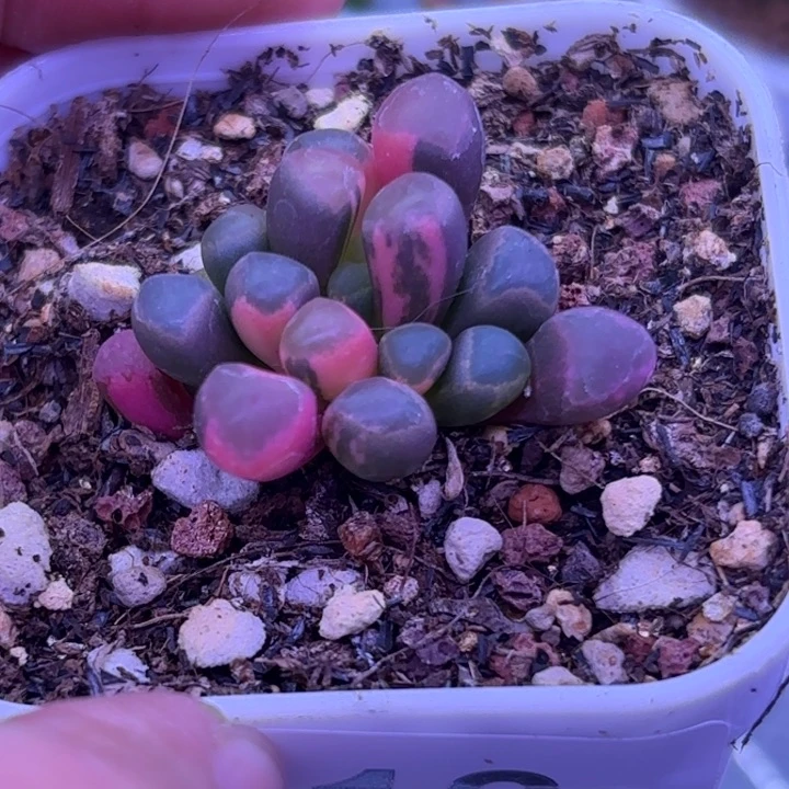 318号五十铃玉锦多肉植物锦一物一拍带盆土