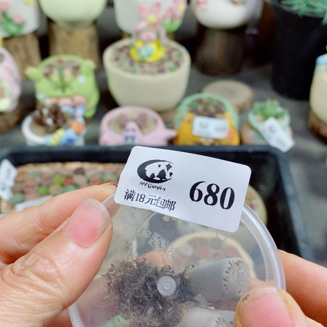 暖***O生石花花花哈哈哈哈哈哈680
