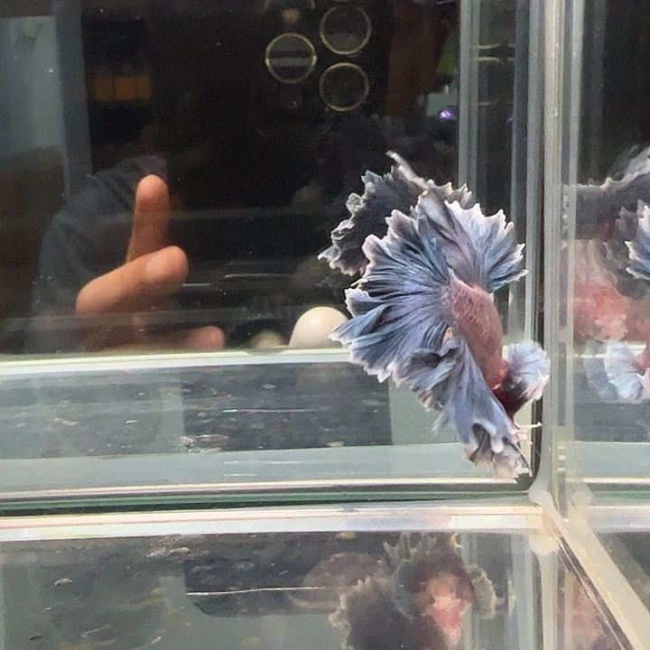 斗鱼一单包邮7日60