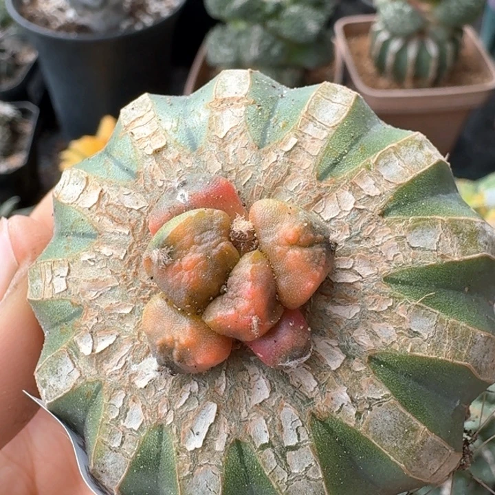 645大尤连山牡丹锦