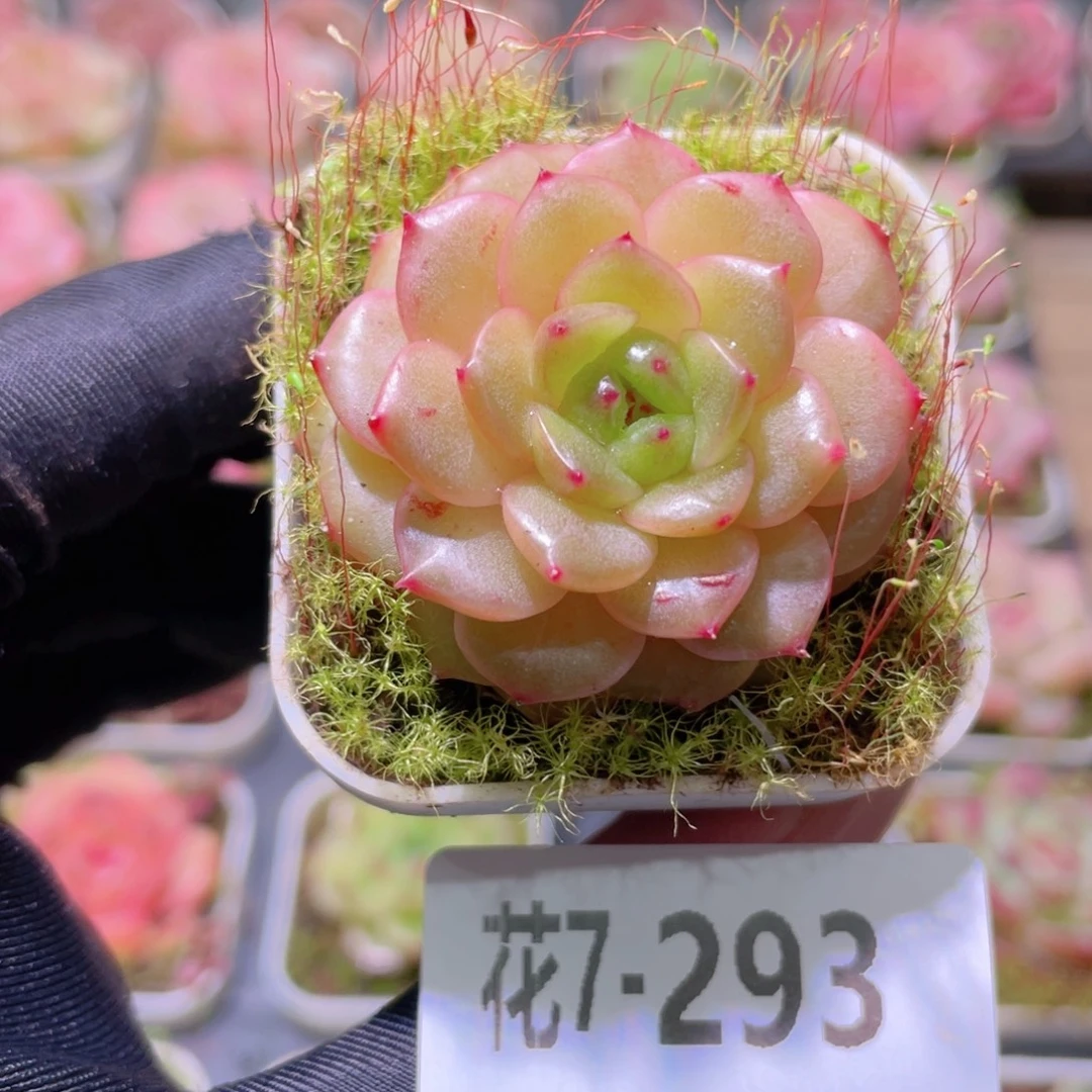 花利美7-293福利珍妮