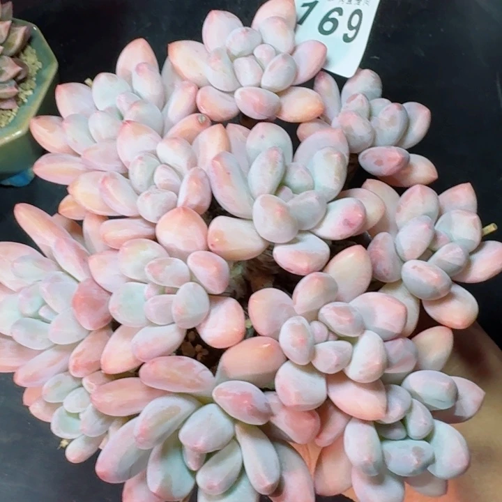 香水群生         精控精养多肉植物