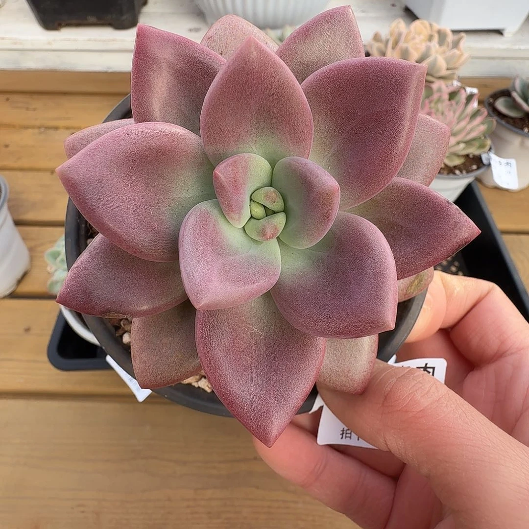 赫菲斯托1111128-53