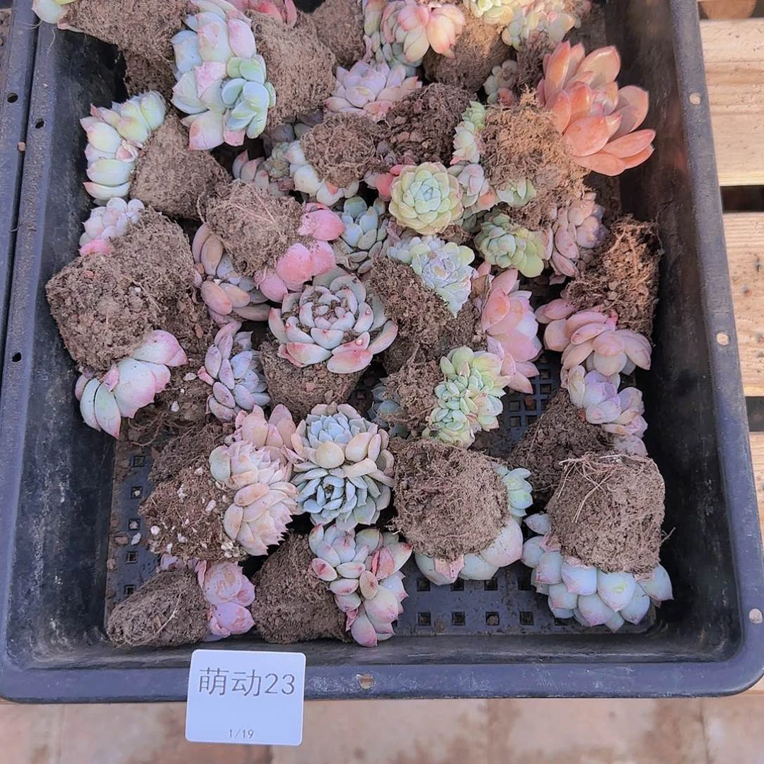 直播一物一拍多肉23