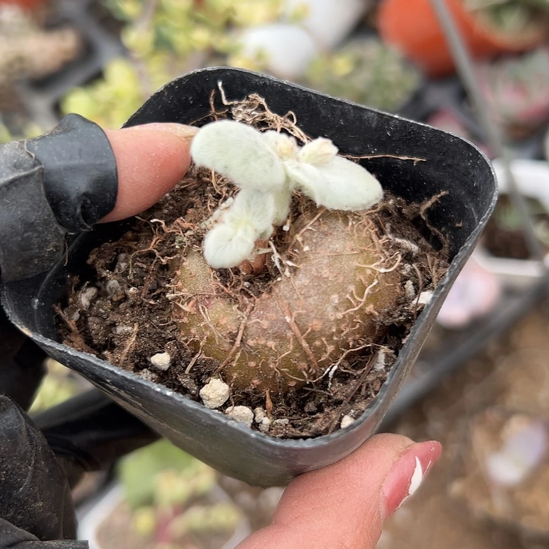 多肉植物红花断崖女王