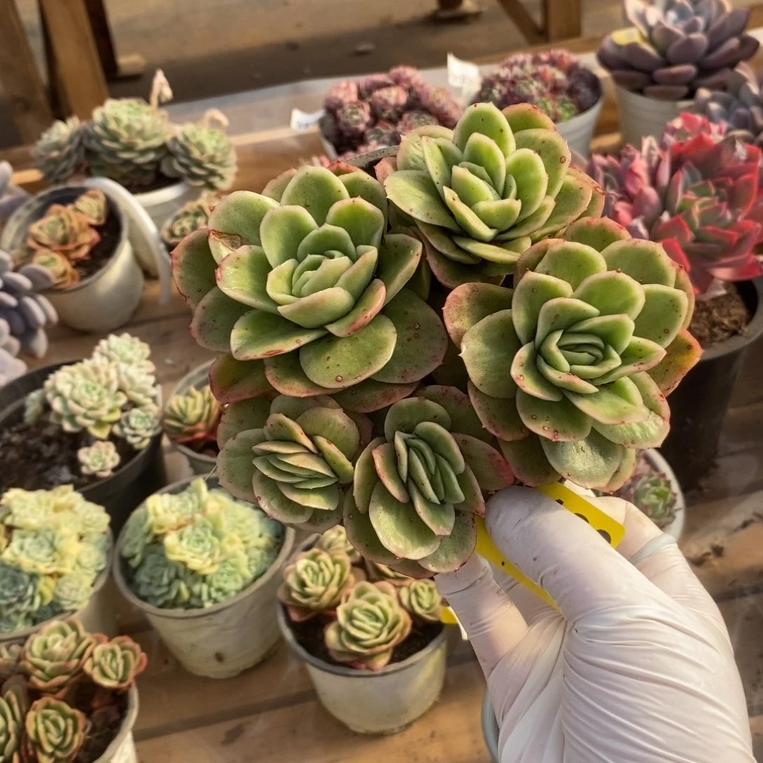 122冰玫瑰一物一拍