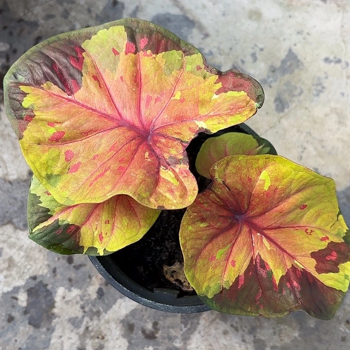 8-1224黄金国度广东现货