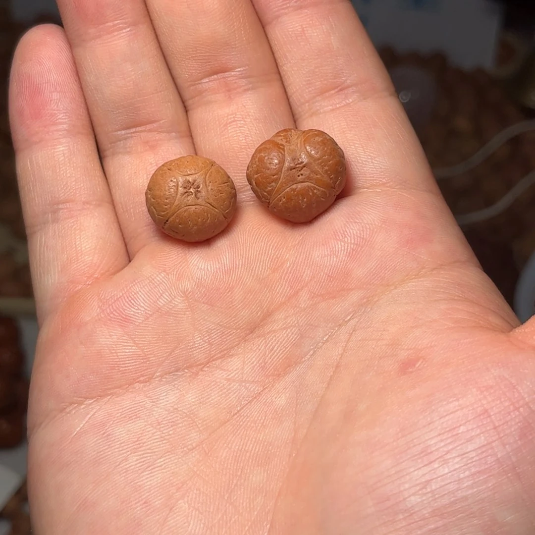 桃核吊坠18.5mm麒麟眼，开孔不退，偏远不包