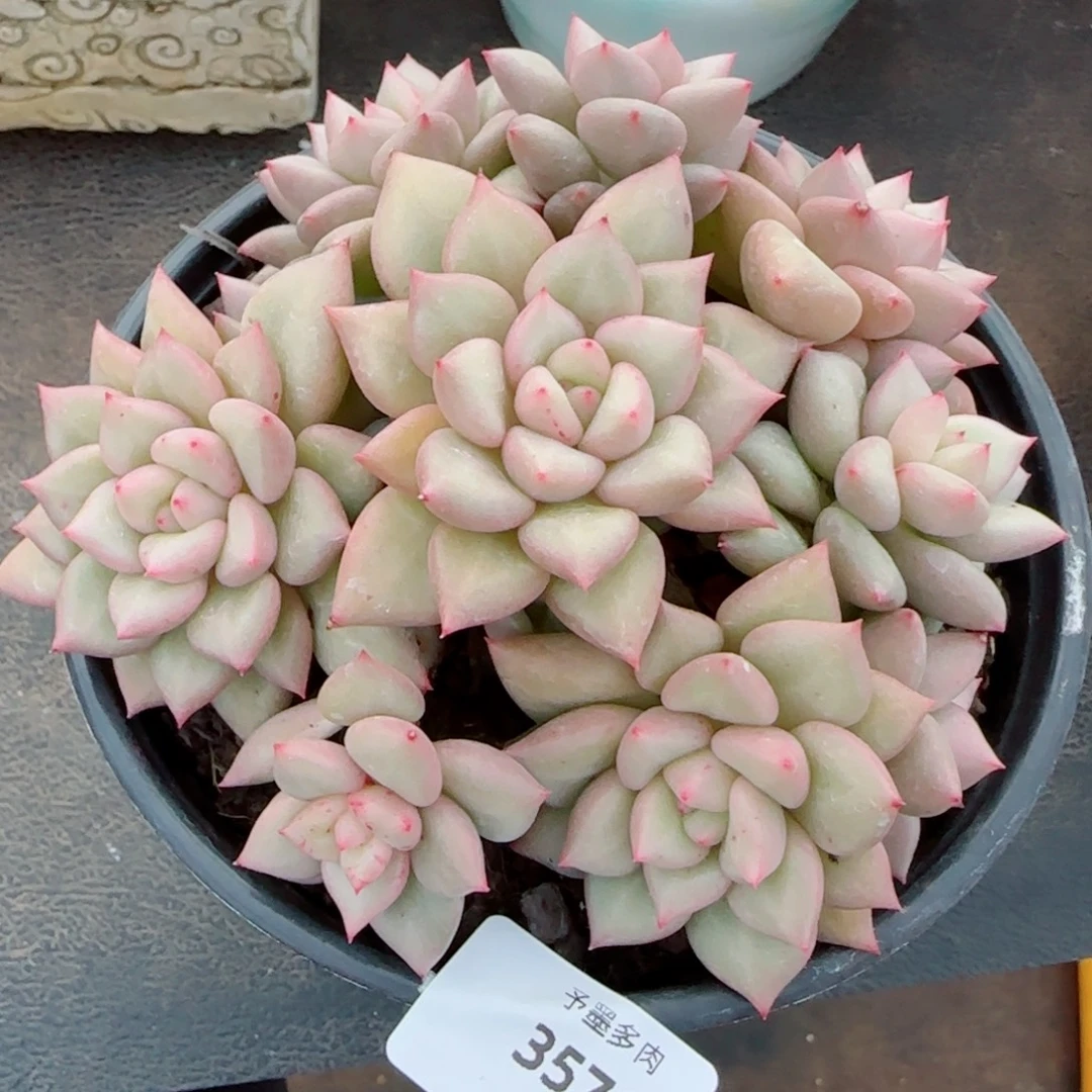 黄金象牙，3576多肉植物