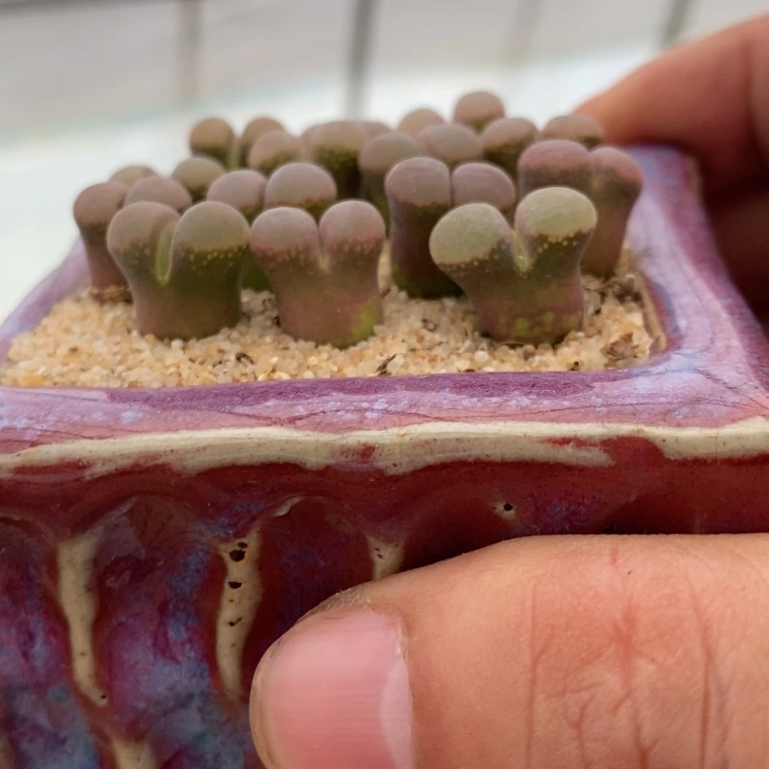 白窗b23福利风铃一头。