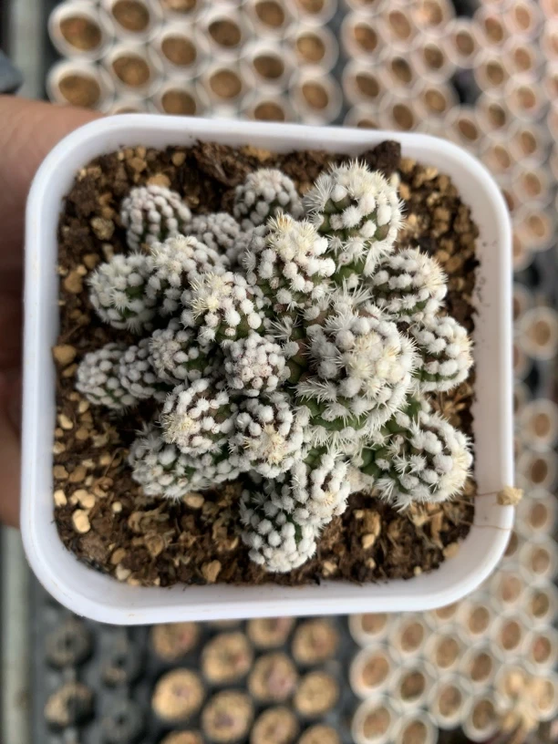 明日香姬圣诞树开花多肉仙人球软刺不扎手群生多头盆栽吸甲醛植物