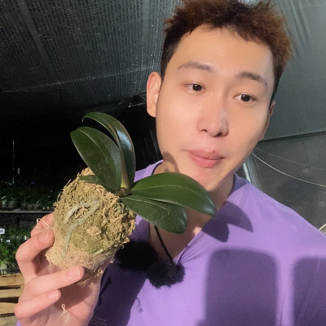 无花朵樱兰蝴蝶兰