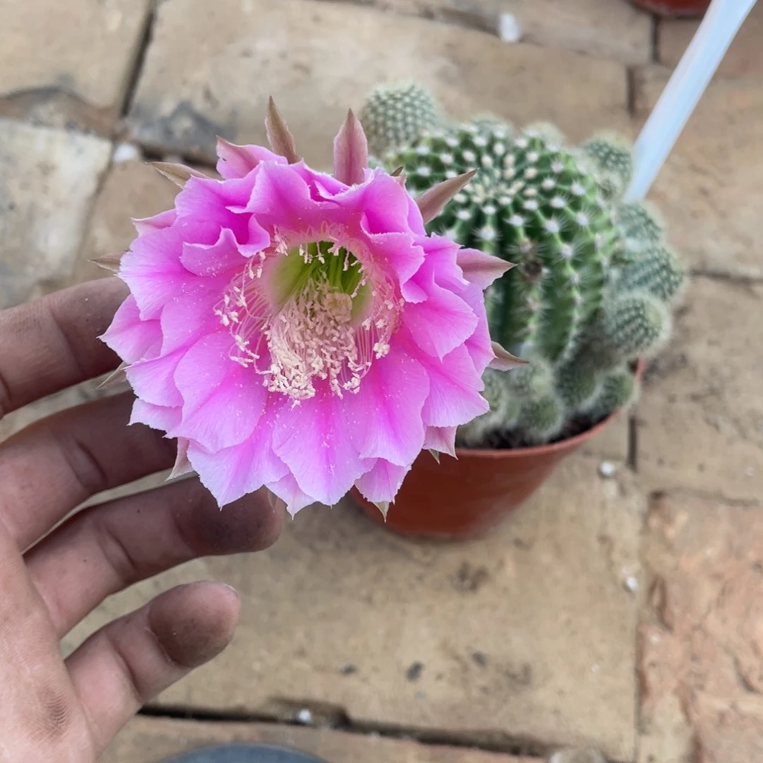 佰***川112 号实生彩草，球小瑕疵一物一拍，脱土摘花发货，满20包邮