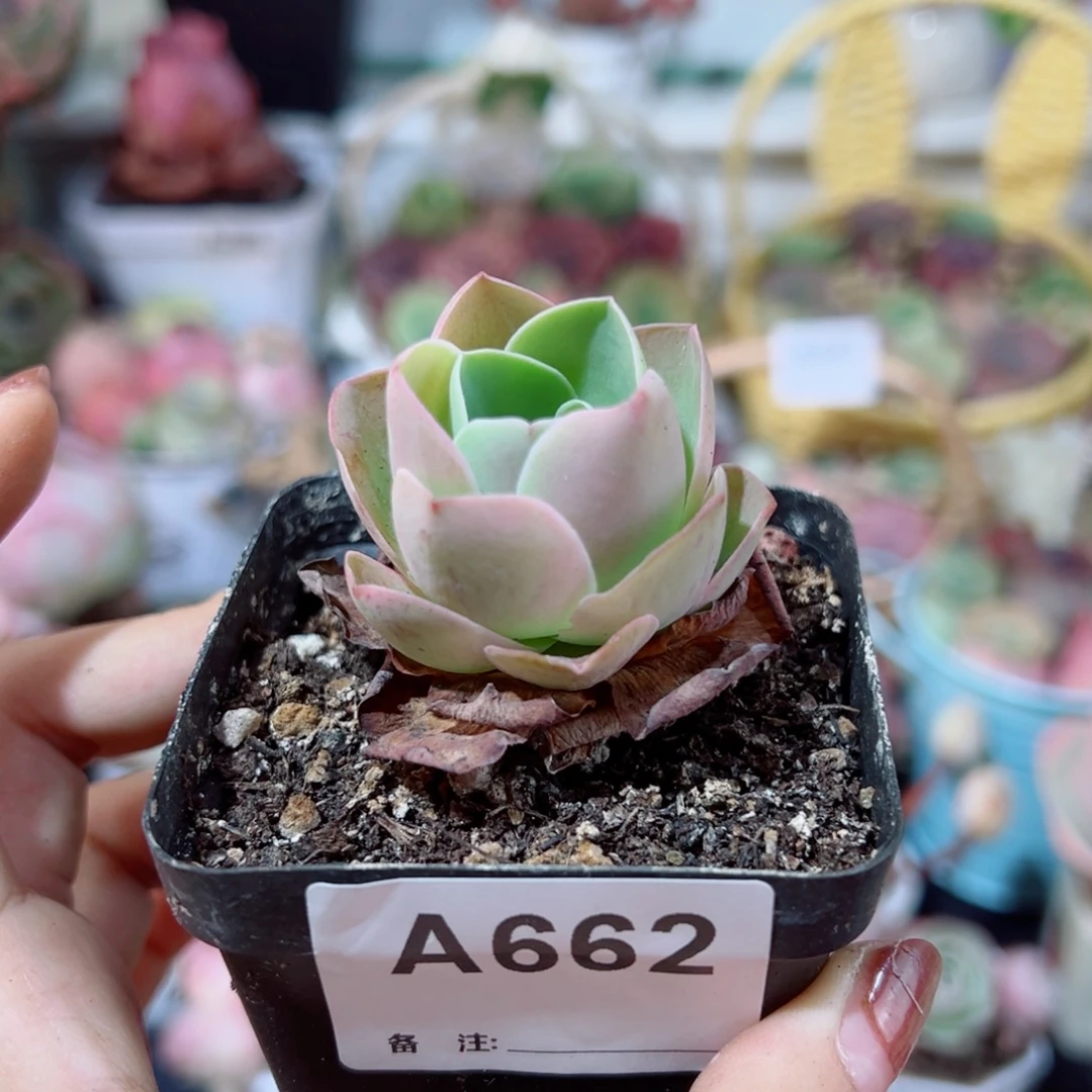 662粉帕单棵。