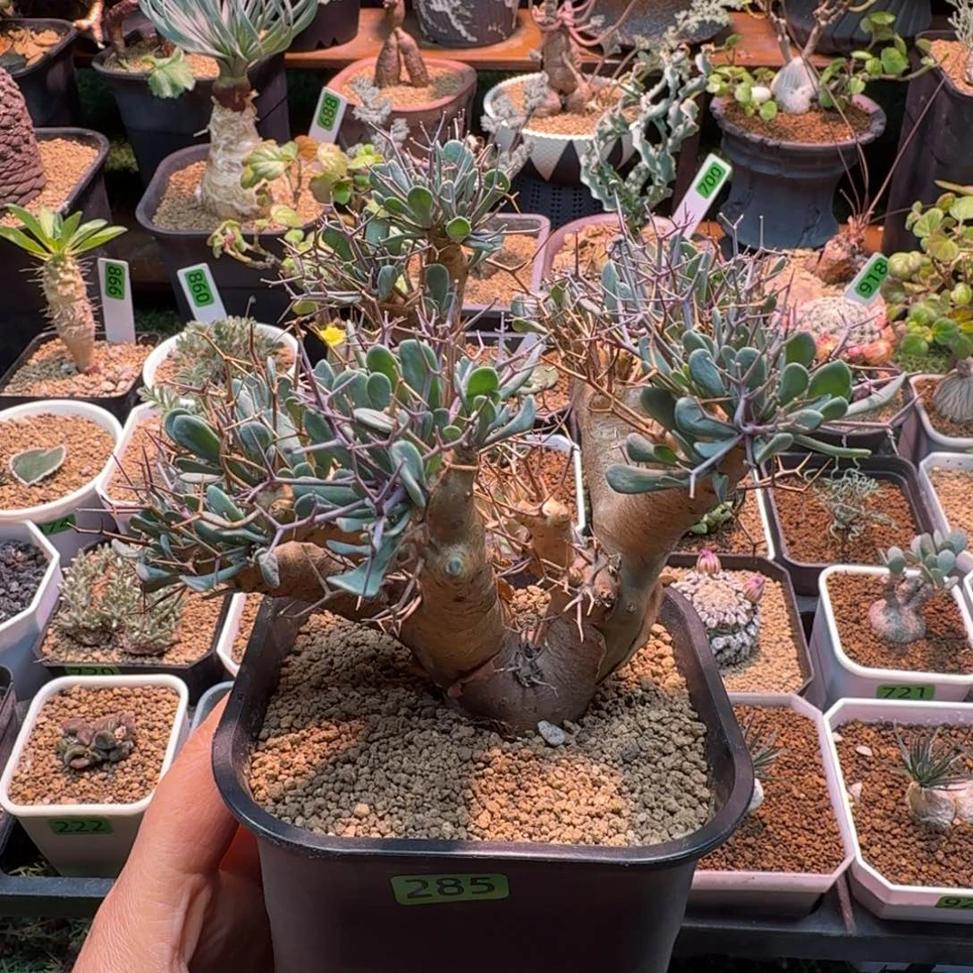 黑鬼殿285(脱土发)