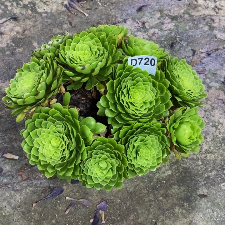 翡翠冰多肉植物720