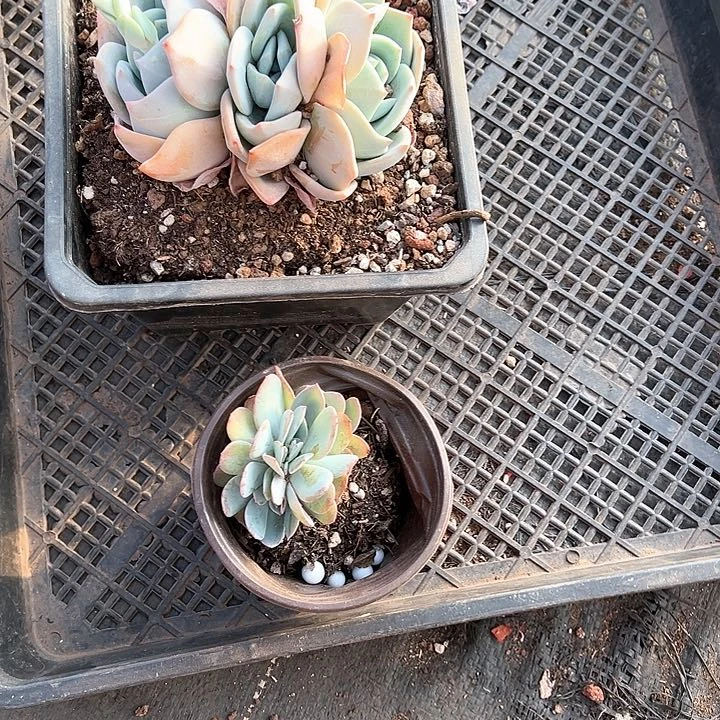 用****4多肉植物一物拍