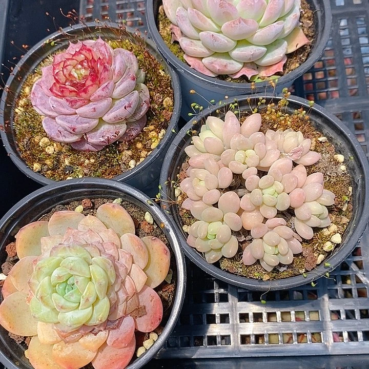 168 多肉植物盆栽花卉植物