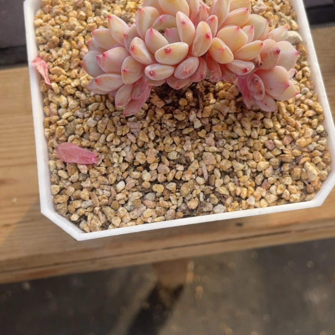 星星橙四头多肉一个