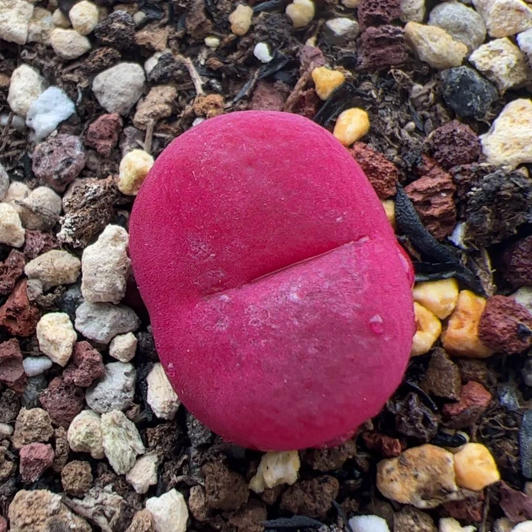 0785号Y280 多肉植物