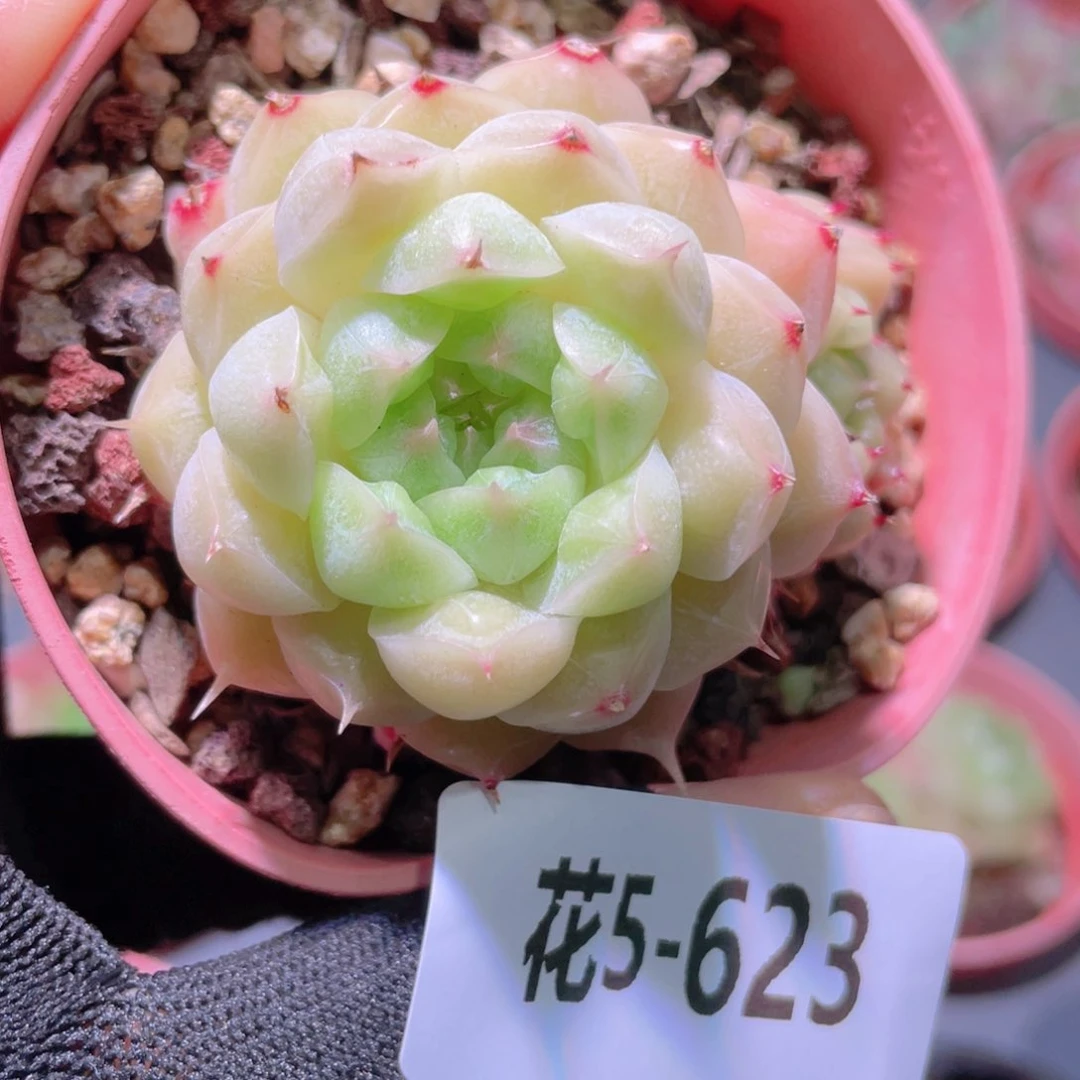 花利美5-623海王