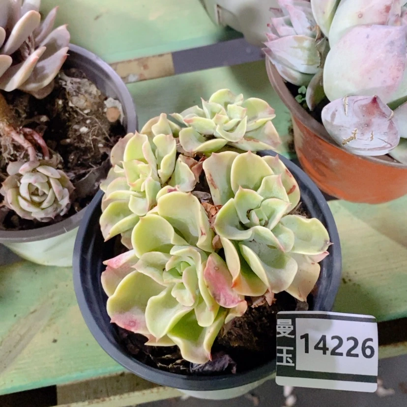 【闪购商品】喷泉14226