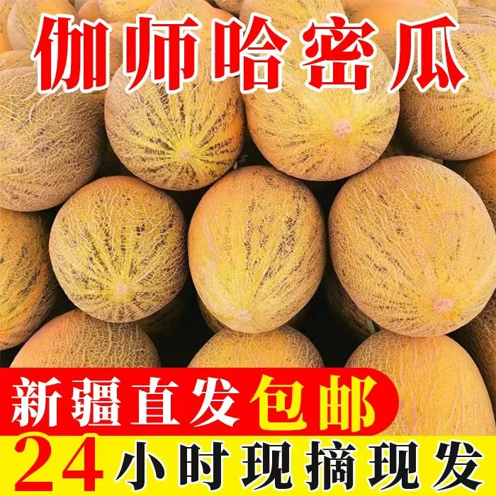 新疆特产八六王伽师瓜正宗哈密瓜新鲜脆甜多汁水果