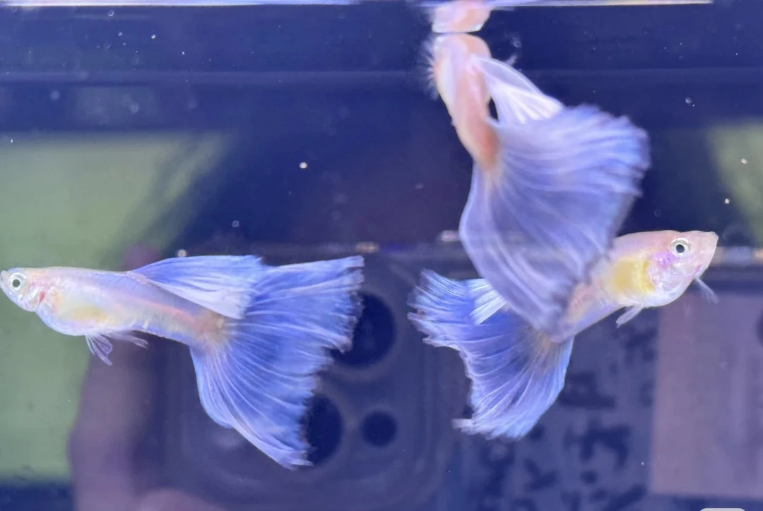 【大精品】拉朱莉紫尾孔雀鱼